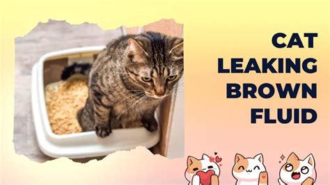 male cat leaking brown fluid|Cat Leaking Brown Fluid: What Is Going On Here –。